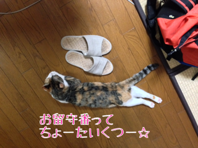IMG_9743.png